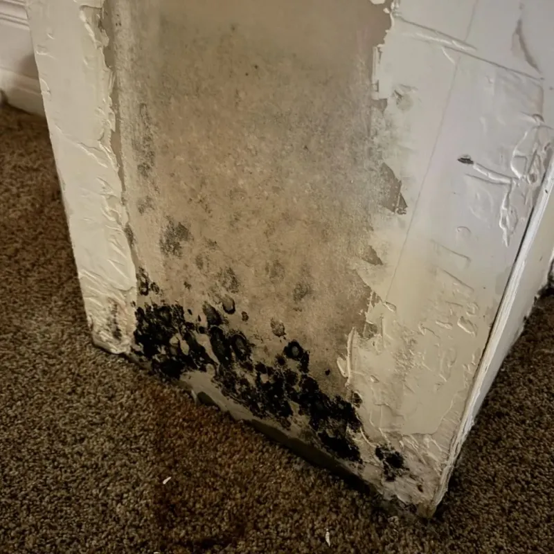 Professional Mold Removal in Connersville, IN
